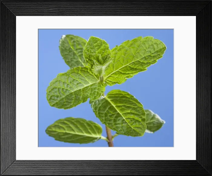 Framed Print : Picture No. 10890966 Framed Print : Picture No. 10890966