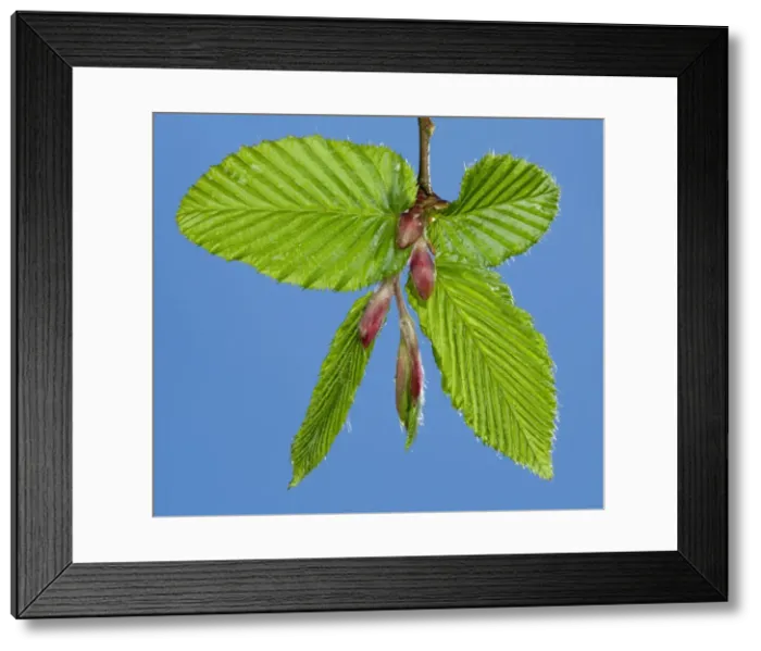 Framed Print : Picture No. 10890959 Framed Print : Picture No. 10890959