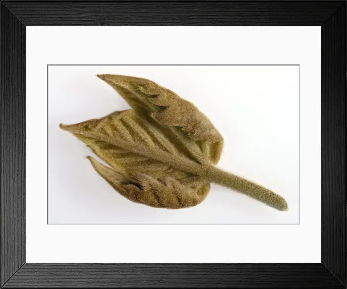 Framed Print : Picture No. 10890969 Framed Print : Picture No. 10890969