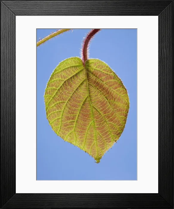 Framed Print : Picture No. 10891014 Framed Print : Picture No. 10891014