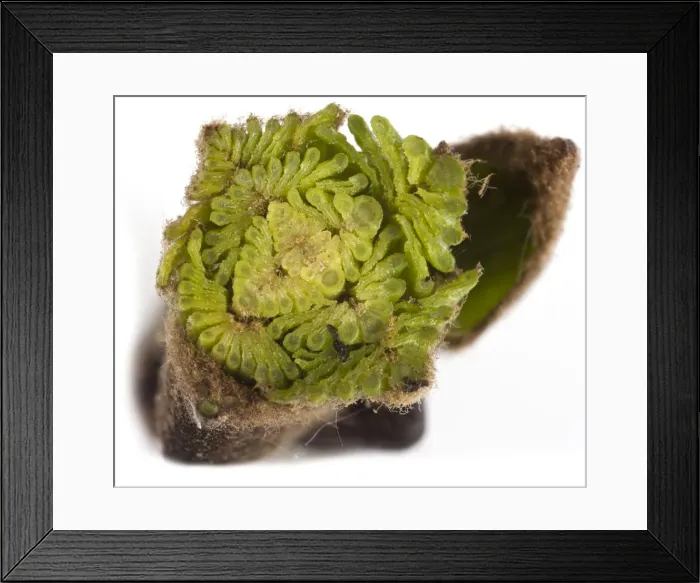 Framed Print : Picture No. 10890967 Framed Print : Picture No. 10890967