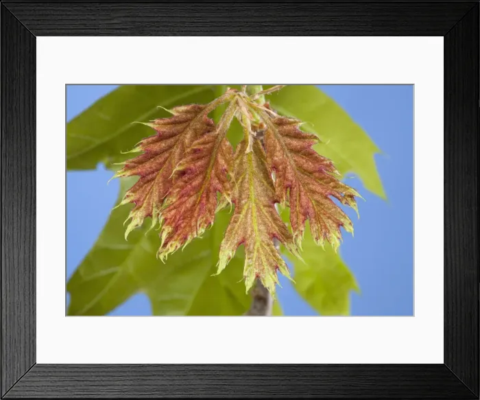 Framed Print : Picture No. 10891021 Framed Print : Picture No. 10891021
