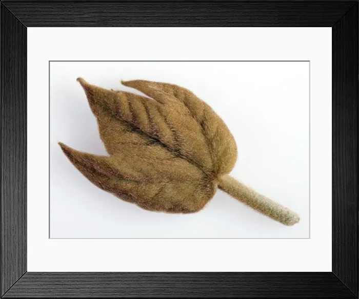 Framed Print : Picture No. 10890970 Framed Print : Picture No. 10890970