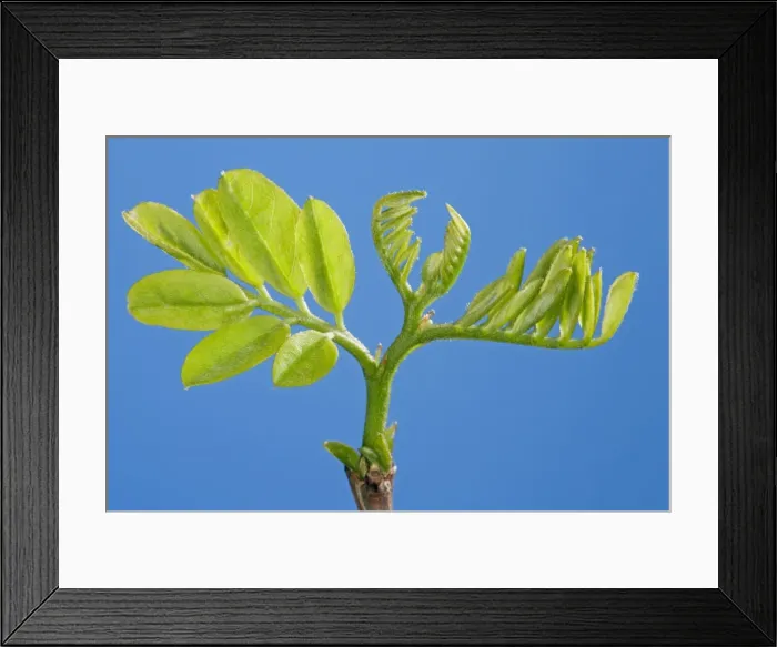 Framed Print : Picture No. 10890965 Framed Print : Picture No. 10890965