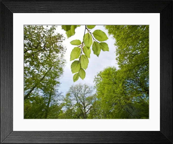 Framed Print : Picture No. 10891019