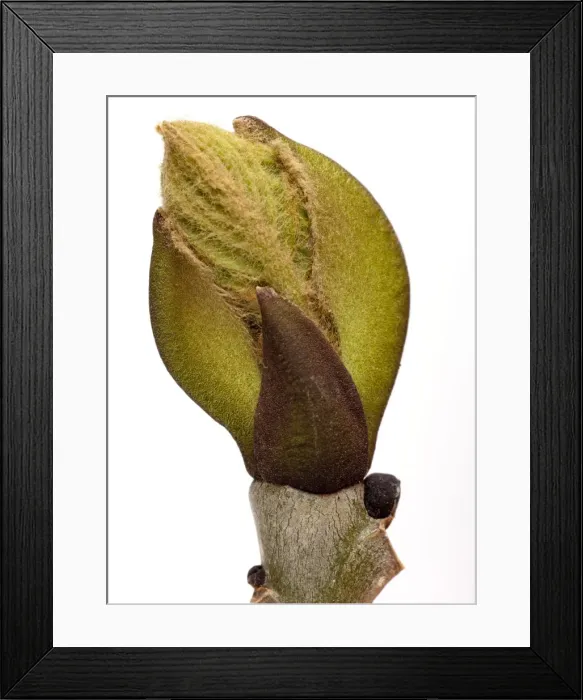 Framed Print : Picture No. 10890968 Framed Print : Picture No. 10890968