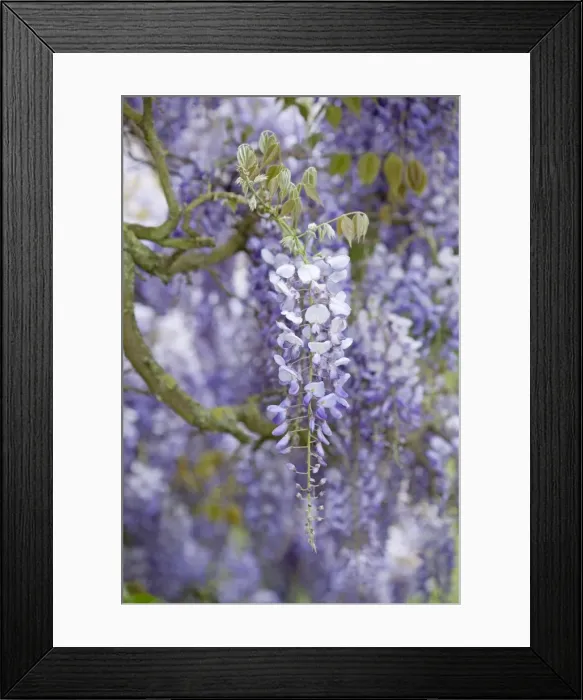 Framed Print : Picture No. 10891023 Framed Print : Picture No. 10891023