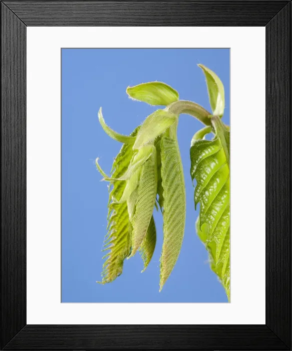 Framed Print : Picture No. 10890964 Framed Print : Picture No. 10890964