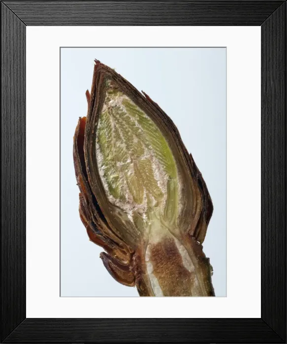 Framed Print : Picture No. 10890971 Framed Print : Picture No. 10890971