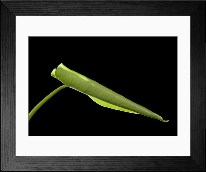 Framed Print : Picture No. 10891027 Framed Print : Picture No. 10891027