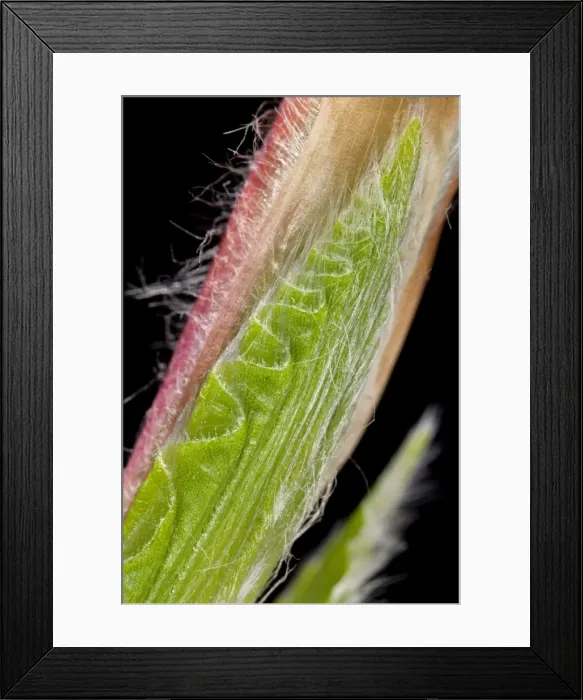 Framed Print : Picture No. 10890972 Framed Print : Picture No. 10890972