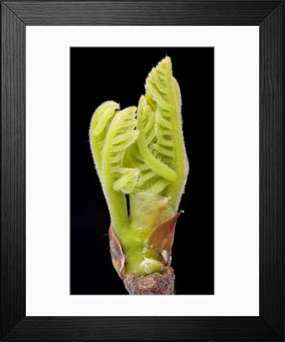 Framed Print : Picture No. 10890973 Framed Print : Picture No. 10890973