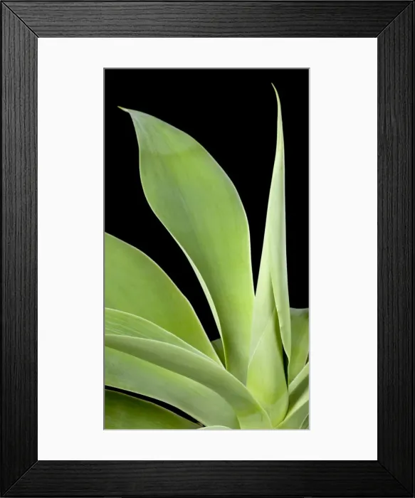 Framed Print : Picture No. 10890977 Framed Print : Picture No. 10890977