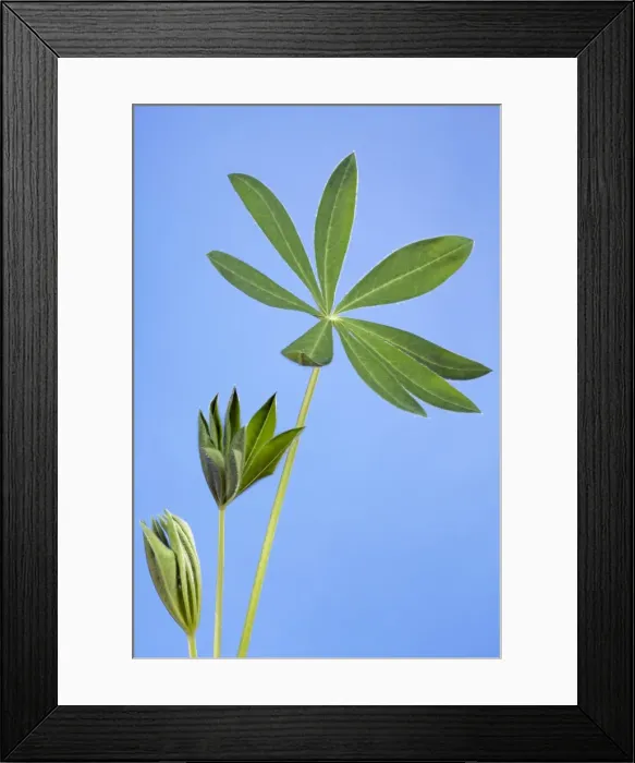Framed Print : Picture No. 10890976 Framed Print : Picture No. 10890976