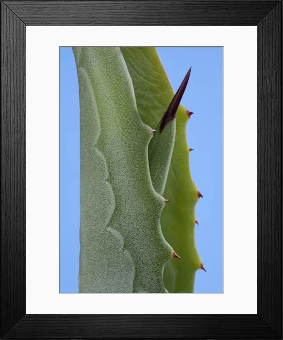 Framed Print : Picture No. 10890979 Framed Print : Picture No. 10890979