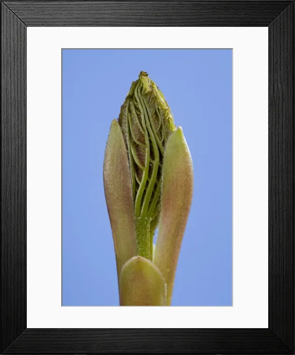 Framed Print : Picture No. 10890975 Framed Print : Picture No. 10890975