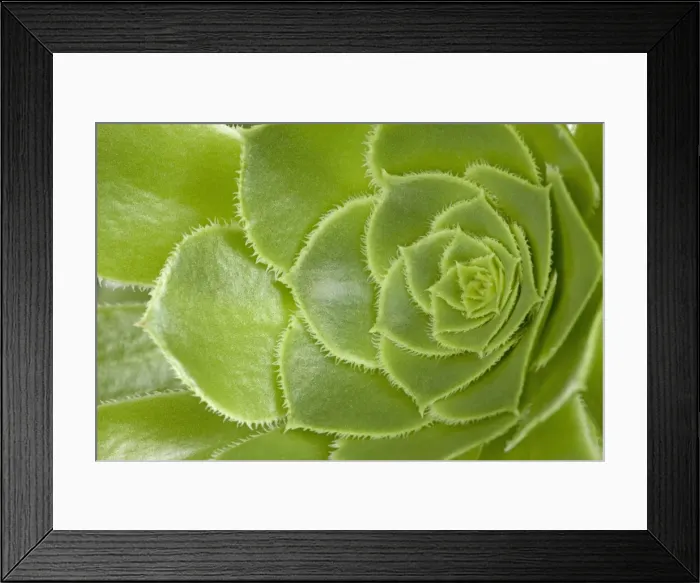 Framed Print : Picture No. 10890981