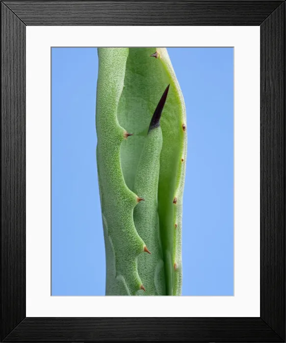 Framed Print : Picture No. 10890978 Framed Print : Picture No. 10890978