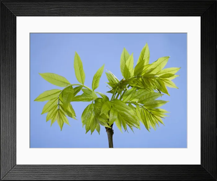 Framed Print : Picture No. 10890983 Framed Print : Picture No. 10890983