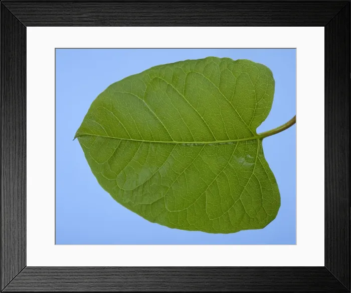 Framed Print : Picture No. 10890982