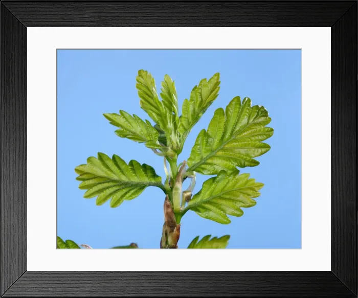 Framed Print : Picture No. 10890985 Framed Print : Picture No. 10890985