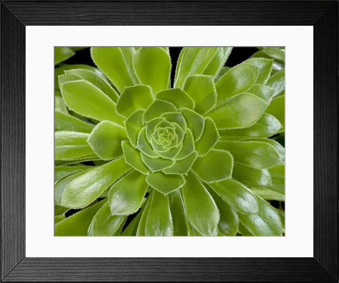 Framed Print : Picture No. 10890980 Framed Print : Picture No. 10890980