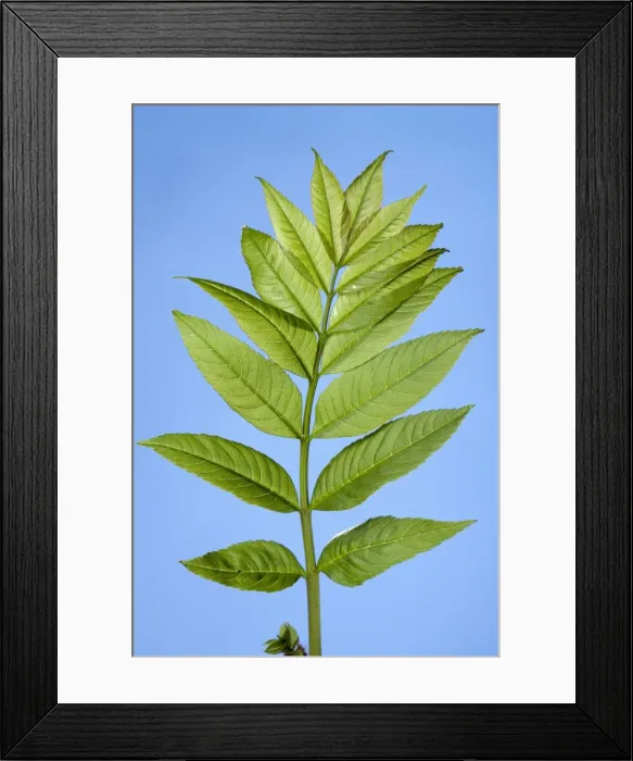 Framed Print : Picture No. 10890984