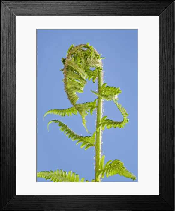 Framed Print : Picture No. 10890989 Framed Print : Picture No. 10890989
