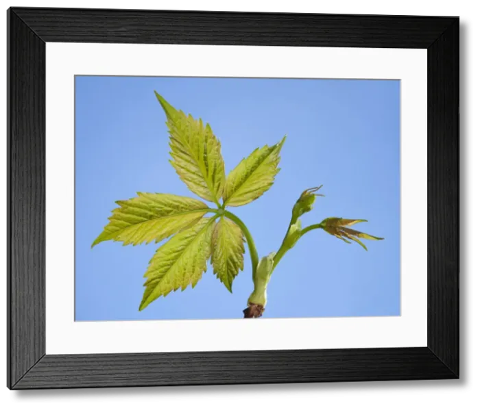Framed Print : Picture No. 10890986 Framed Print : Picture No. 10890986