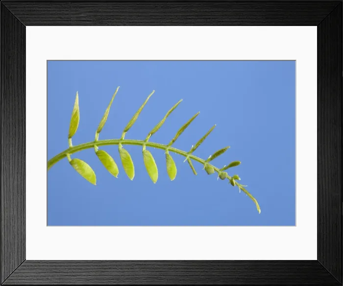 Framed Print : Picture No. 10890993 Framed Print : Picture No. 10890993