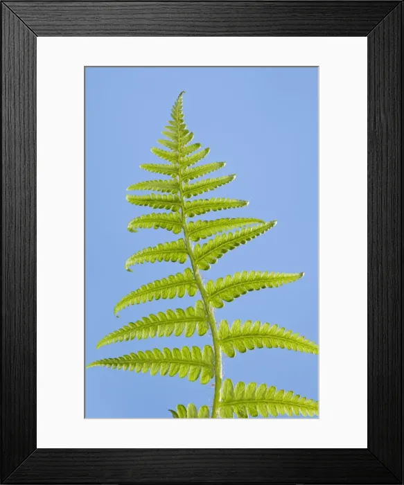 Framed Print : Picture No. 10890991 Framed Print : Picture No. 10890991