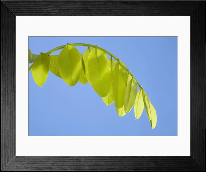 Framed Print : Picture No. 10890994 Framed Print : Picture No. 10890994