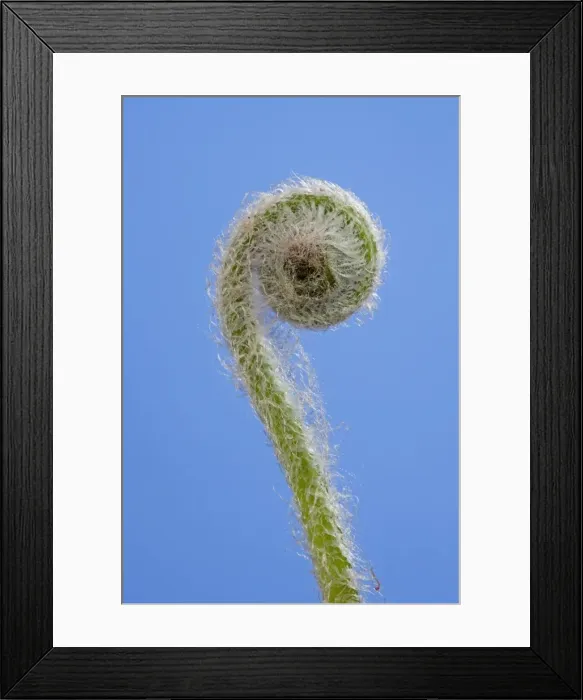 Framed Print : Picture No. 10890995 Framed Print : Picture No. 10890995