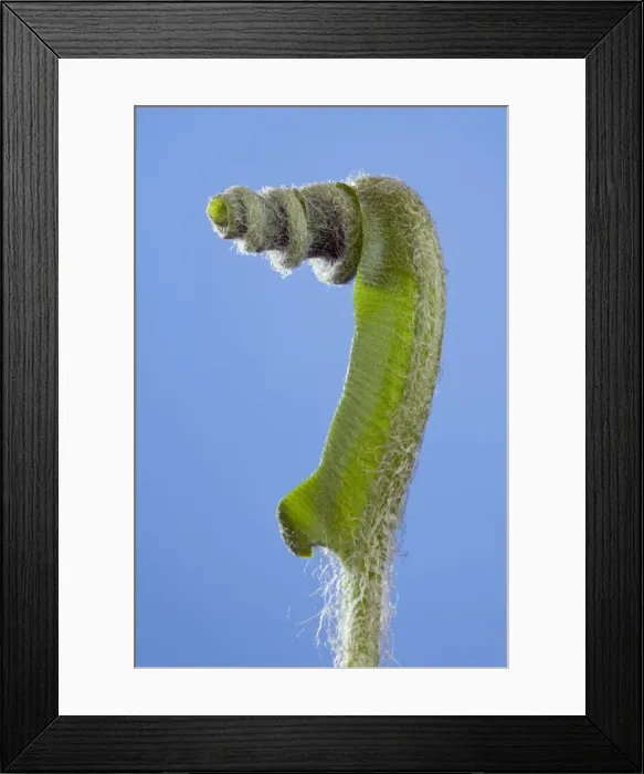 Framed Print : Picture No. 10890997 Framed Print : Picture No. 10890997