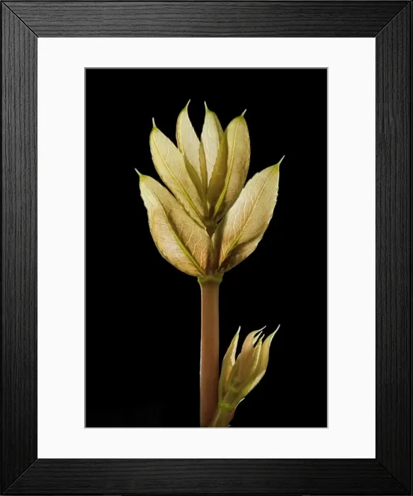 Framed Print : Picture No. 10890998 Framed Print : Picture No. 10890998