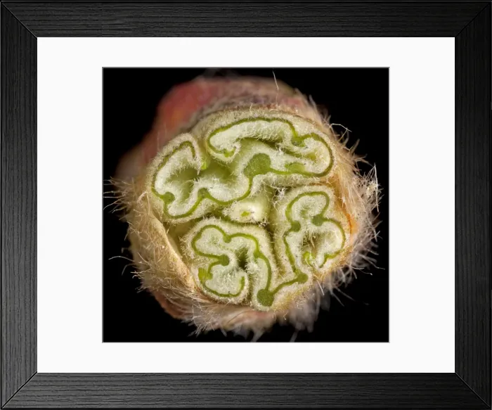 Framed Print : Picture No. 10891001 Framed Print : Picture No. 10891001