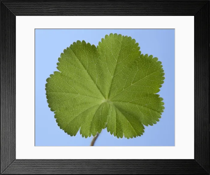 Framed Print : Picture No. 10891000 Framed Print : Picture No. 10891000