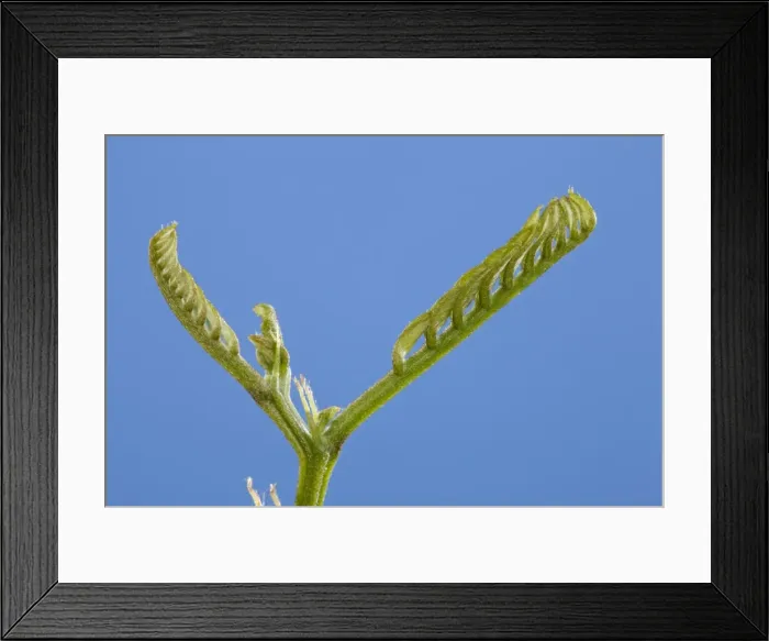 Framed Print : Picture No. 10890992 Framed Print : Picture No. 10890992