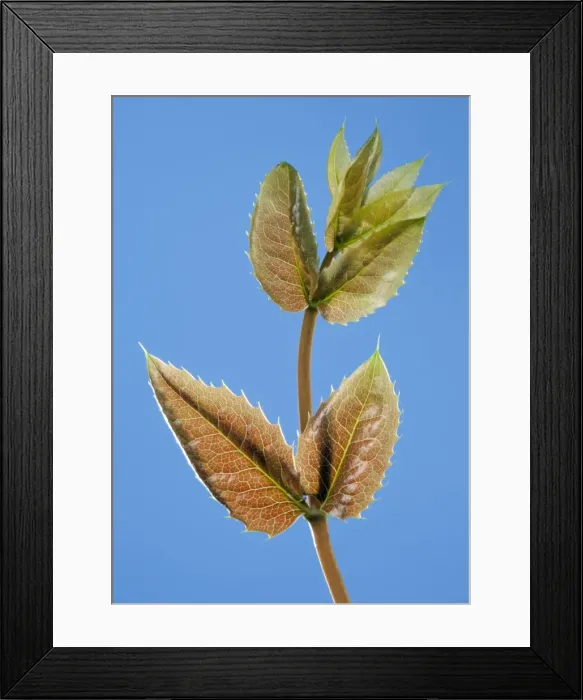 Framed Print : Picture No. 10890999 Framed Print : Picture No. 10890999