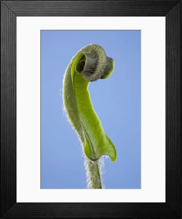 Framed Print : Picture No. 10890996 Framed Print : Picture No. 10890996