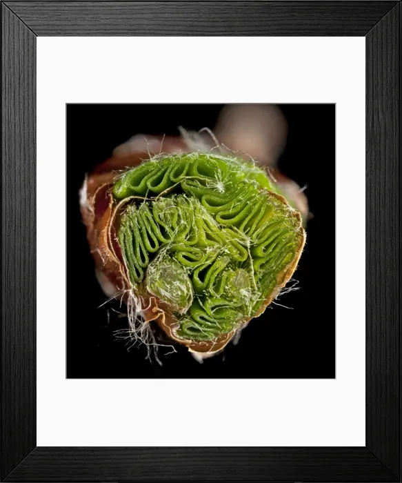 Framed Print : Picture No. 10891002 Framed Print : Picture No. 10891002