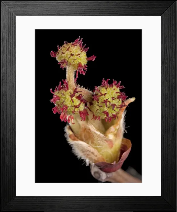 Framed Print : Picture No. 10891003 Framed Print : Picture No. 10891003