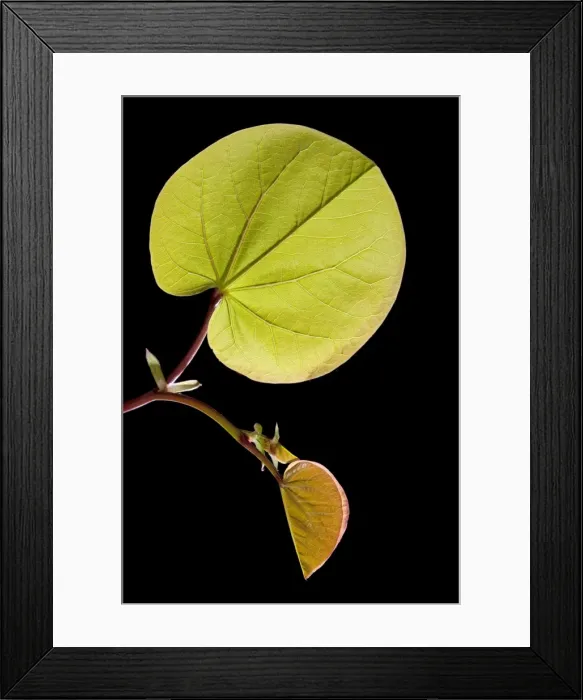 Framed Print : Picture No. 10891008 Framed Print : Picture No. 10891008