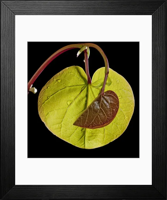 Framed Print : Picture No. 10891009 Framed Print : Picture No. 10891009