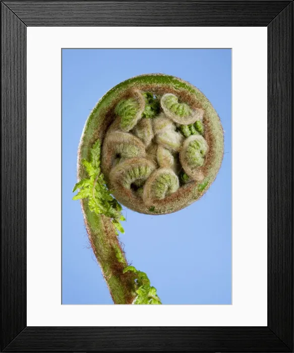 Framed Print : Picture No. 10891005 Framed Print : Picture No. 10891005