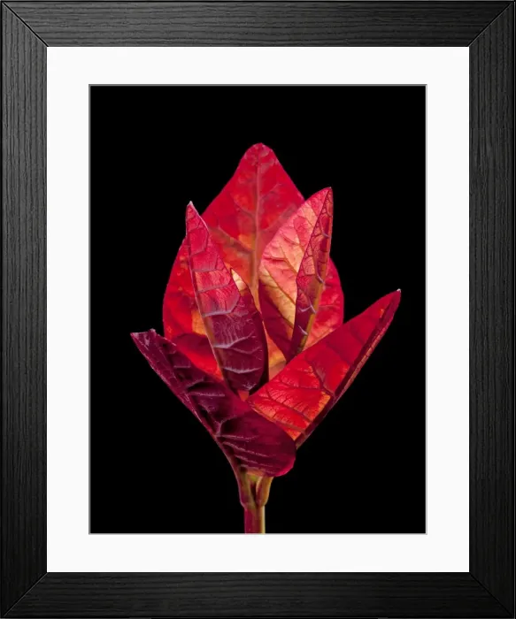 Framed Print : Picture No. 10891007 Framed Print : Picture No. 10891007