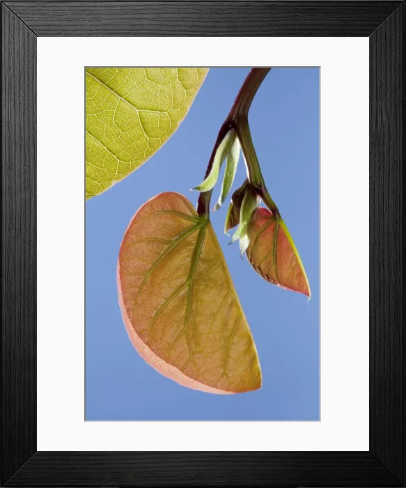 Framed Print : Picture No. 10891010