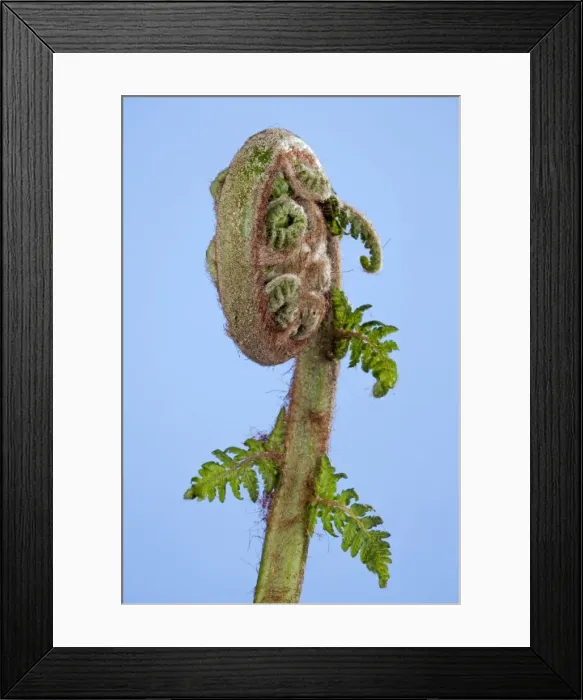 Framed Print : Picture No. 10891006 Framed Print : Picture No. 10891006