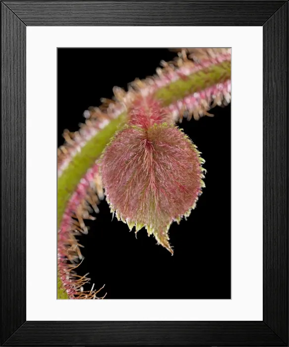Framed Print : Picture No. 10891013 Framed Print : Picture No. 10891013