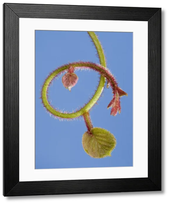 Framed Print : Picture No. 10891012 Framed Print : Picture No. 10891012